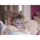 Imagine anunţ oferim copiilor noștri drăguț capucin capucin pentru adopție