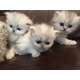 Imagine anunţ Pisici persane disponibile în prezent