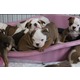Imagine anunţ Puppies Bulldog Engleză Disponibil
