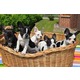 Imagine anunţ Puppies bulldog francez