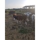 Imagine anunţ Vand 17 vitei si vitele rasa charolaise, baltata romaneasca sau bruna