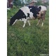 Imagine anunţ Vand vaca Holstain originala gestanta in 8 luni.