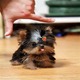 Imagine anunţ Yorkshire Terrier puppy!