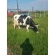 Imagine anunţ Vand vaca Holstein originala pe punctul de a fata.