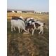 Imagine anunţ Vand 24taurasi si vitele, toata turma sau pe alese la bucata