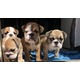 Imagine anunţ Bulldog englezesc pentru adoptare..