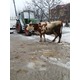 Imagine anunţ Vand 2 vaci baltata germana foarte bune de lapte