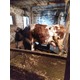 Imagine anunţ Vand 2 vaci baltata germana gestante in 6 si 4luni.