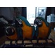 Imagine anunţ Macaw papagali pentru gata pentru iubitorii de păsări