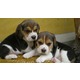 Imagine anunţ Vand catelusi beagle
