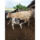 Imagine anunţ Vând vacă si vițea