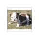Imagine anunţ Păpuși adorabili Bulldog englezesc pentru Crăciun
