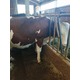 Imagine anunţ Vand 2 vaci Holstein si 3 vaci Baltate Romanesti,