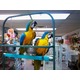 Imagine anunţ Papagali de macaw de măsline de vânzare