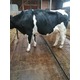 Imagine anunţ Vand 4 vaci Holstein si 1Montbeliard c