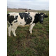 Imagine anunţ vand vaci Holstein , baltate romanesti, Angus si juninci charolaise