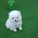 Imagine anunţ Pui frumoși Pomeranian disponibile