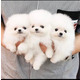 Imagine anunţ Minunați pui de Pomeranian disponibili