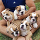 Imagine anunţ Magnifică Puppies buldog englezesc