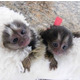 Imagine anunţ Maimuțe marmoset adorabile de vânzare