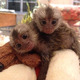 Imagine anunţ Maimuțe marmoset superbe gata pentru o nouă casă