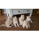Imagine anunţ Pisicuțe persane frumoase,