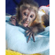 Imagine anunţ Maimuțe veveriță, maimuțe capucine, maimuțe păianjen, cimpanzei și marmosets de vânzare