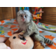 Imagine anunţ Pui de maimuță marmoset sănătoasă pentru adopție