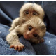 Imagine anunţ Maimuță marmoset fermecătoare disponibilă