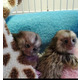 Imagine anunţ Maimuțe marmoset drăguțe pentru adopție