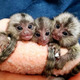 Imagine anunţ Maimuțe marmoset remarcabile disponibile