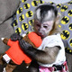 Imagine anunţ maimuțe capucin de vânzare