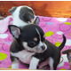 Imagine anunţ De vânzare cățeluș Chihuahua