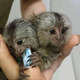 Imagine anunţ Maimuță marmoset fermecătoare disponibilă spre vânzare
