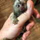 Imagine anunţ Maimuțe marmoset pigmee adorabile de vânzare