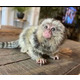 Imagine anunţ Marmoset Monkeys Gata pentru cei care au nevoie de o casă