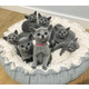 Imagine anunţ Pisicuțe rusești albastre de vânzare