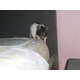 Imagine anunţ Vând șobolani (Fancy Rats), Dumbo și Top-Ear