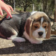 Imagine anunţ catelus beagle disponibil