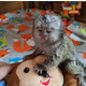 Imagine anunţ Maimuță marmoset pigmeă disponibilă