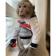 Imagine anunţ Masculi și femele de maimuțe macac javaneze disponibile