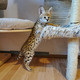 Imagine anunţ Pisicuțe frumoase Serval și F1 Savannah disponibile