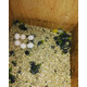 Imagine anunţ ouă fertile de papagal pentru incubație