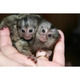 Imagine anunţ Maimuțe marmoset disponibile