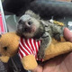 Imagine anunţ Pui de maimuțe marmoset pentru adopție