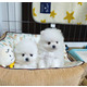 Imagine anunţ Cățeluși pomeranian minunați de vânzare