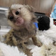 Imagine anunţ Superbe pui de maimuță marmoset de vânzare