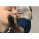 Imagine anunţ De vânzare magnifice pui de maimuțe capucin