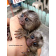 Imagine anunţ De vânzare pui de maimuță marmoset de 9 săptămâni
