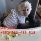 Imagine anunţ Minunate maimuțe capucine de vânzare